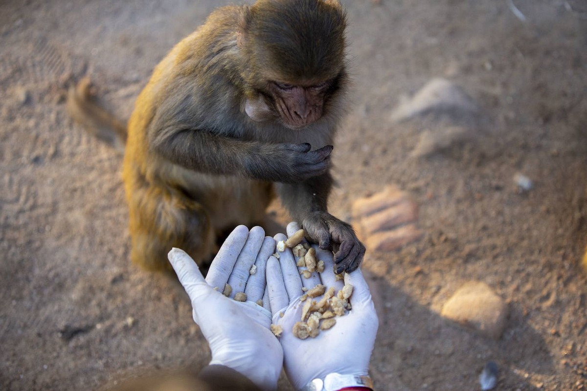 Голодные обезьяны без туристов в Катманду