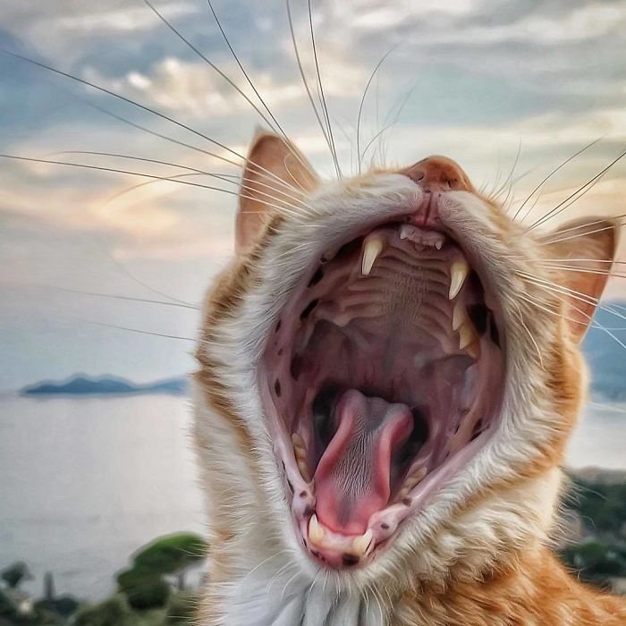 Приключения рыжика: веселая жизнь кошки по имени Грису