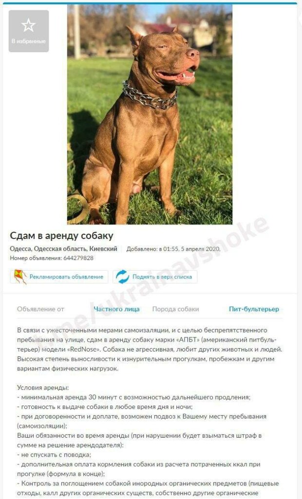 Сеть насмешили предприимчивые украинцы, которые решили сдавать собак для выгула на время карантина. ФОТО