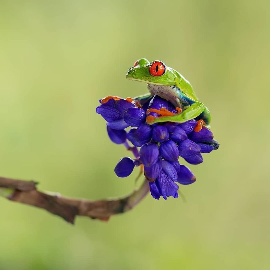 Яркие снимки птиц и животных тропических лесов Коста-Рики
