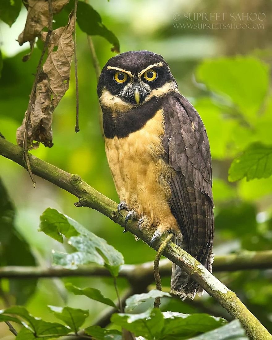 Яркие снимки птиц и животных тропических лесов Коста-Рики