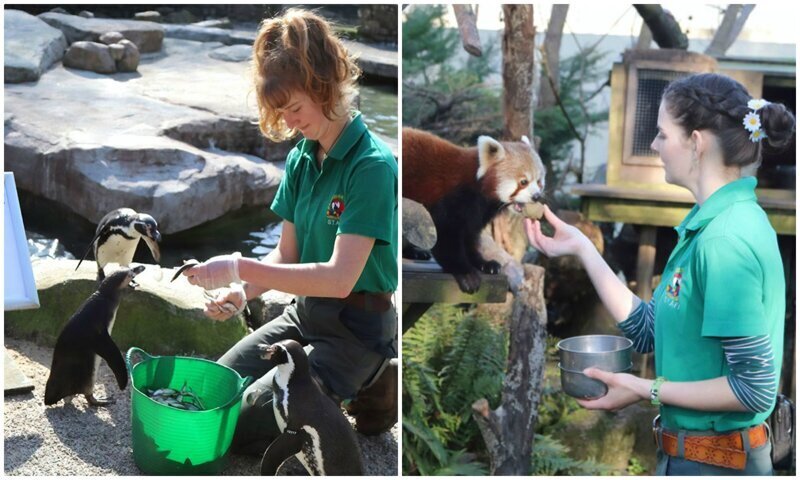  Четыре сотрудницы зоопарка в Англии пережидают карантин с животными. ФОТО