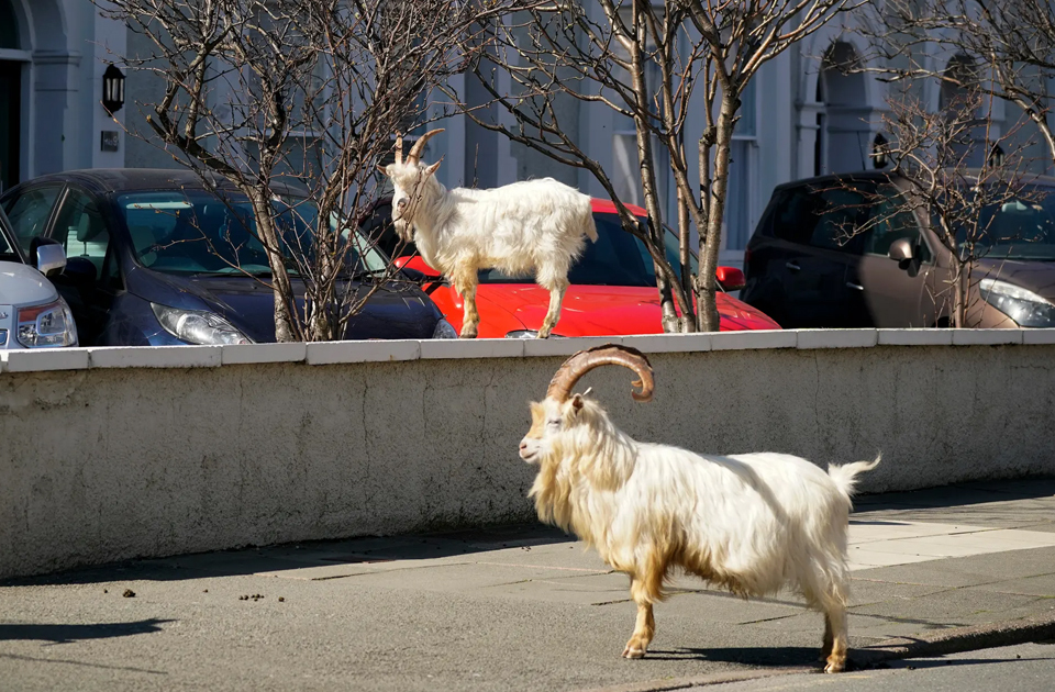 Дикие животные на городских улицах во время карантина