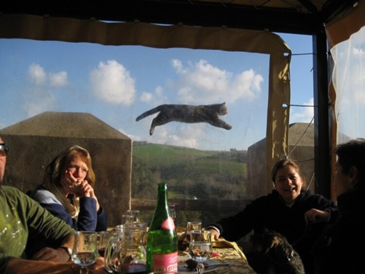 Веселые фотографии, на которых неожиданно появляется котик. ФОТО