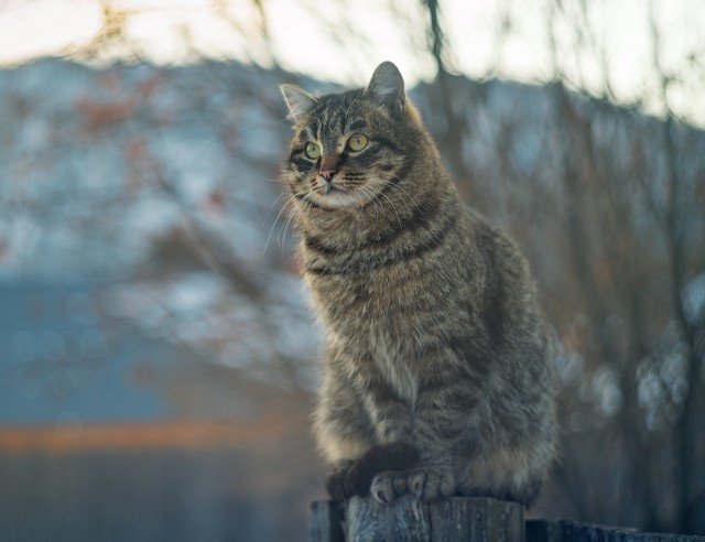 Задорные заборные котики