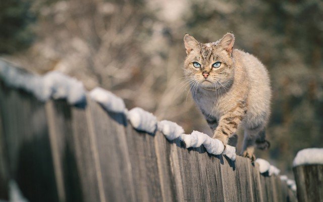 Задорные заборные котики