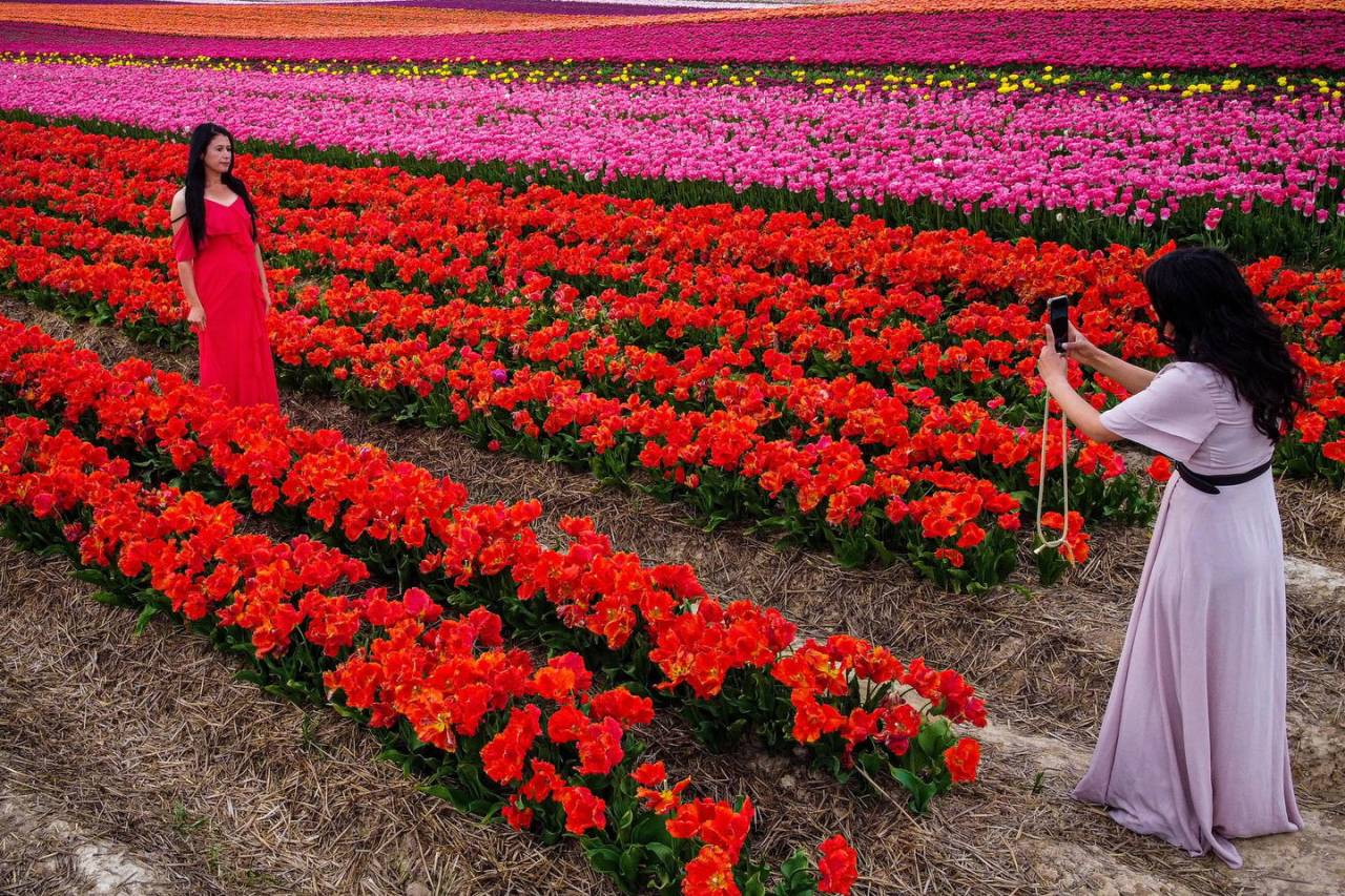 Цветущие поля тюльпанов в Германии
