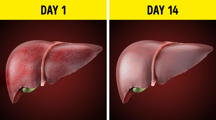 Что будет с телом человека, который бросит пить алкоголь на 28 дней