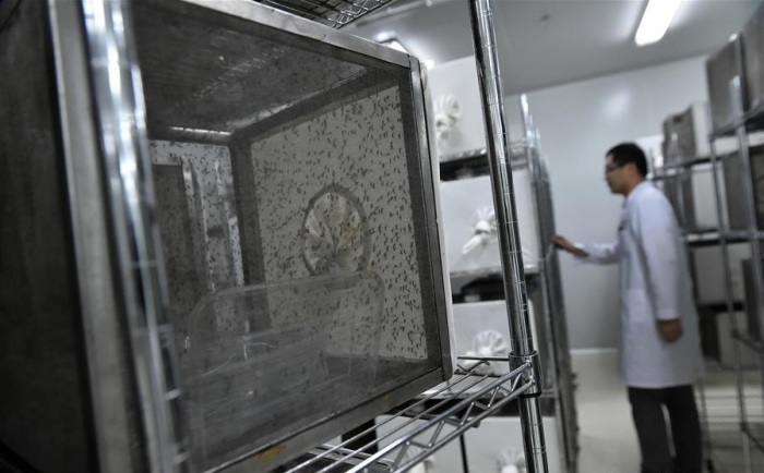 Зачем разводят комаров на специальном заводе в Китае