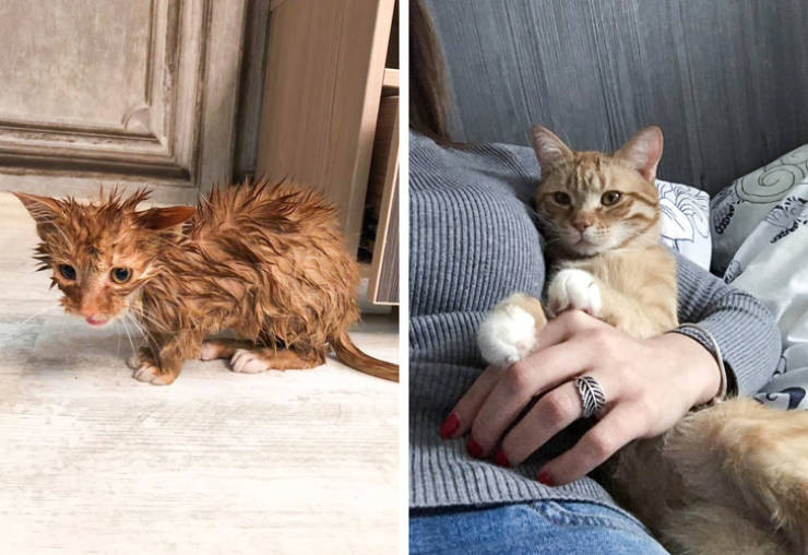 Животные до и после того, как они нашли любящий дом