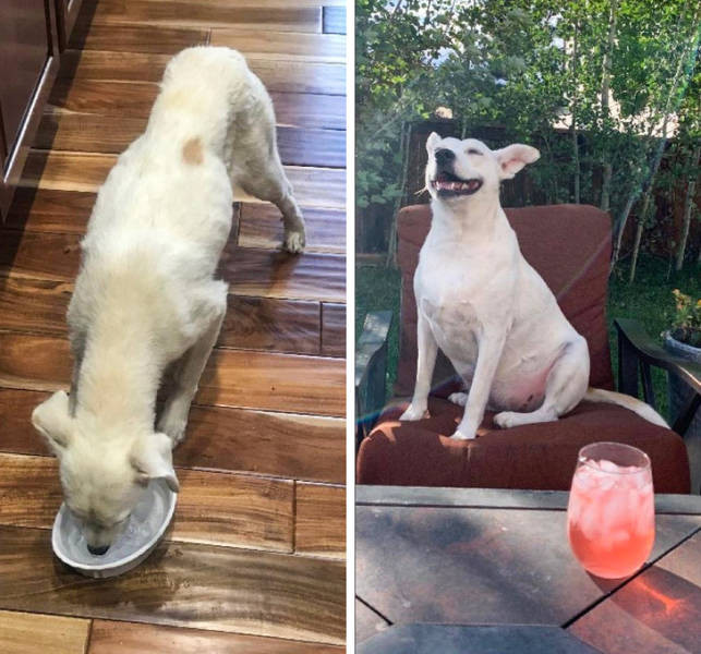 Животные до и после того, как они нашли любящий дом