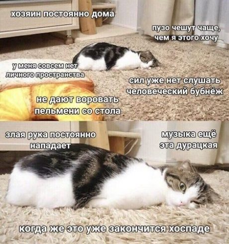 В Сети появилась забавная фотожаба: коты устали от своих хозяев. ФОТО