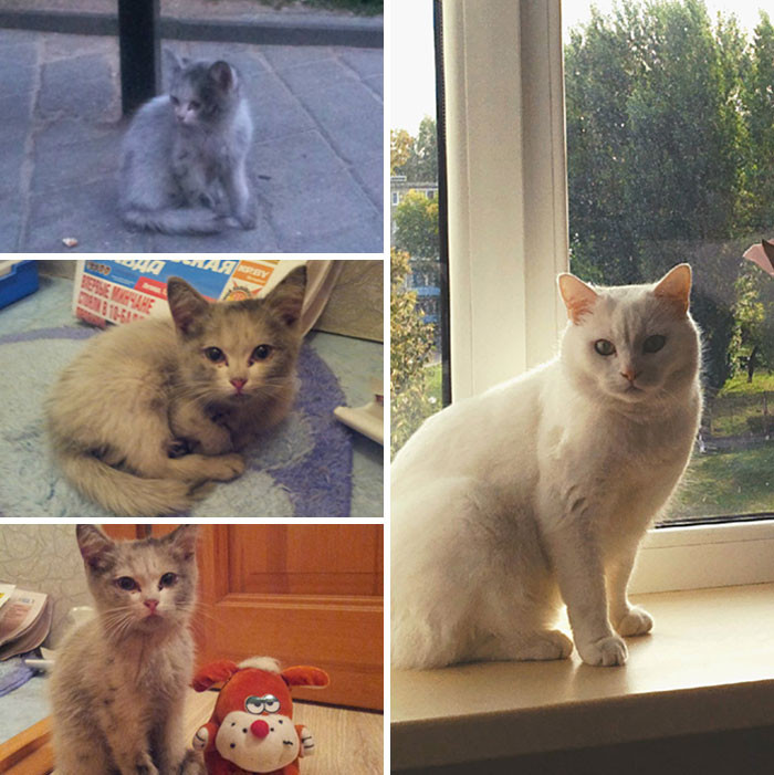 Милые котики до и после того, как они нашли любящий дом
