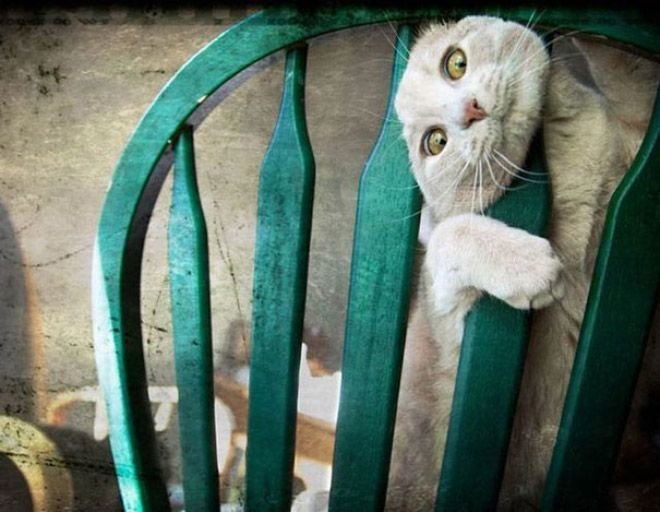  «О таком даже стыдно вспоминать!»: позорные моменты озорных котиков. ФОТО