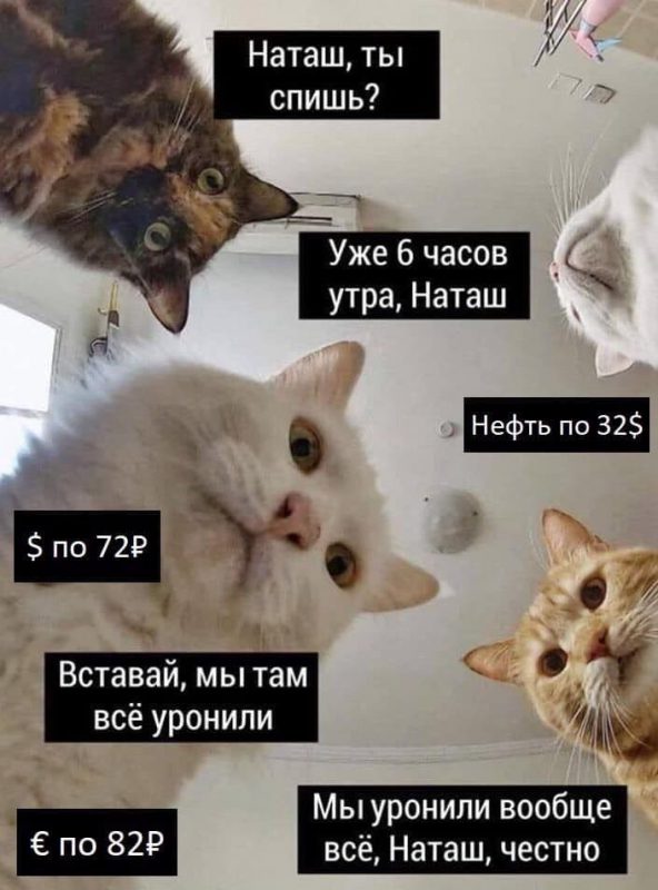 «Наташ, вставай, мы все уронили»: откуда взялись мемы про Наташу и котов, которые теперь буквально везде. ФОТО