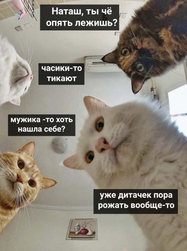 «Наташ, вставай, мы все уронили»: откуда взялись мемы про Наташу и котов, которые теперь буквально везде. ФОТО