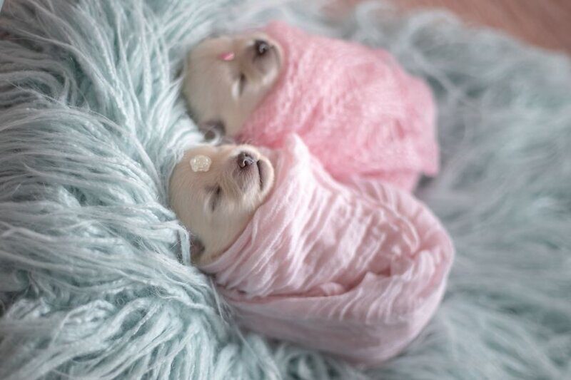 Мимишность зашкаливает: чудесная фотосессия новорожденных щенков. ФОТО