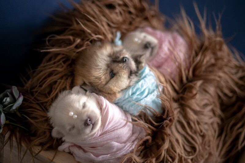 Мимишность зашкаливает: чудесная фотосессия новорожденных щенков. ФОТО