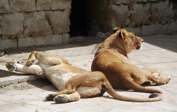 В Дании умертвили львов, которым был скормлен жираф Мариус