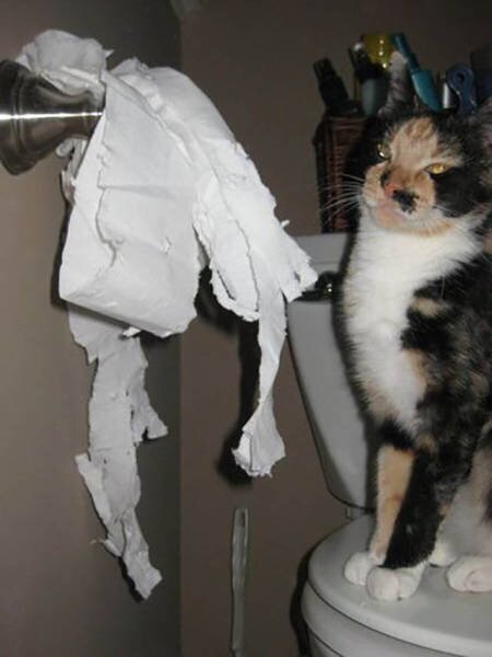 Котики и туалетная бумага