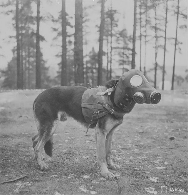 Собаки в противогазах на снимках времен Первой Мировой войны