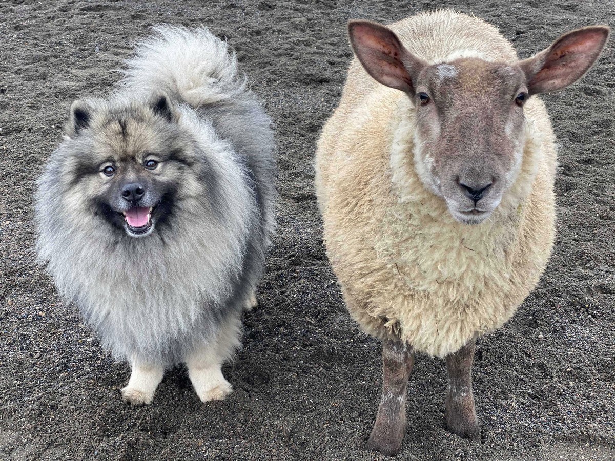 Очаровательная овечка, которая думает, что она собака