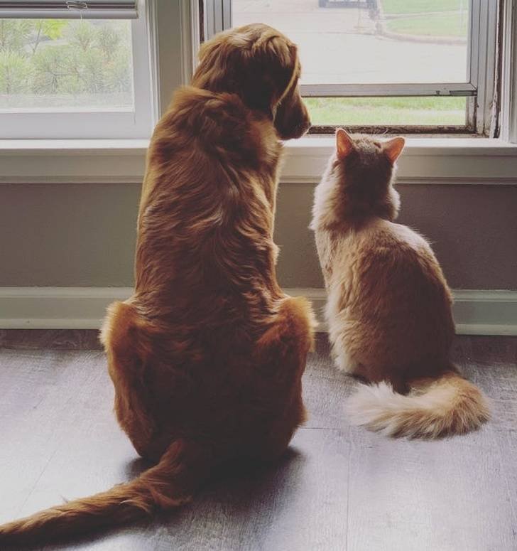 О тёплой любви между котиками и собаками 