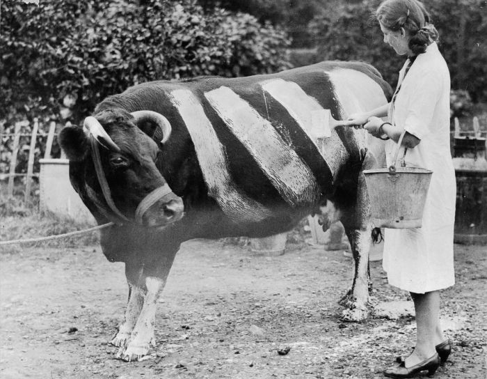 Почему британцы рисовали белые полосы на коровах во время Второй мировой