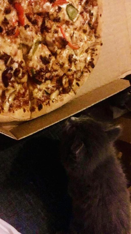 Коты и пицца — идеально сочетание, и вот 18 доказательств. ФОТО