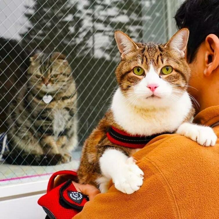 Дайкичи и Фуку-Чан — кошки, которые путешествуют вместе со своим хозяином. ФОТО