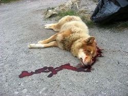 В центре Киева расстреляли бездомных собак