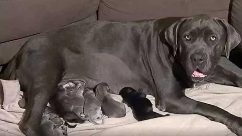 Рекорд времен коронавируса: в Австралии собака неожиданно родила 21 щенка. ВИДЕО
