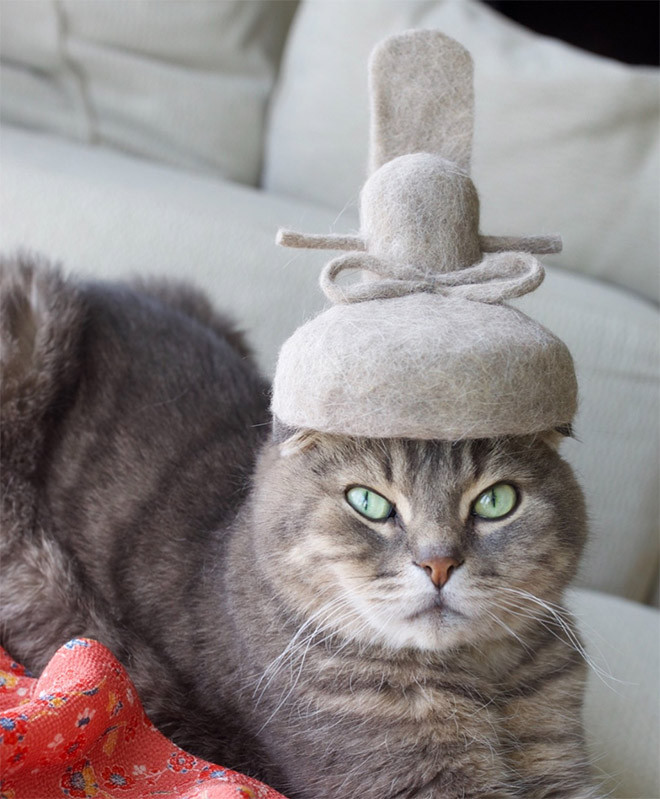 Милые котики в шапках из собственной шерсти
