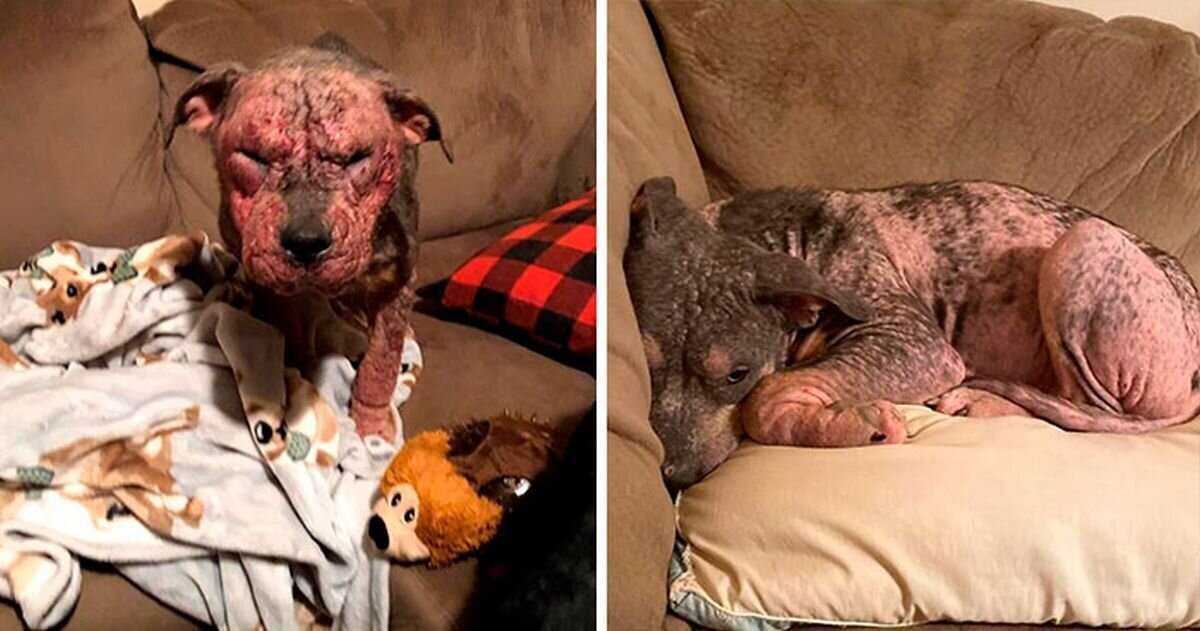 Неравнодушные люди выходили больную собаку и вот ее невероятное преображение спустя несколько месяцев. ФОТО