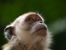 Американские ученые случайно поджарили 30 подопытных обезьян