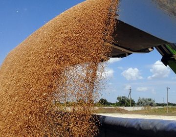 Из-за крымского кризиса в мире подорожало зерно