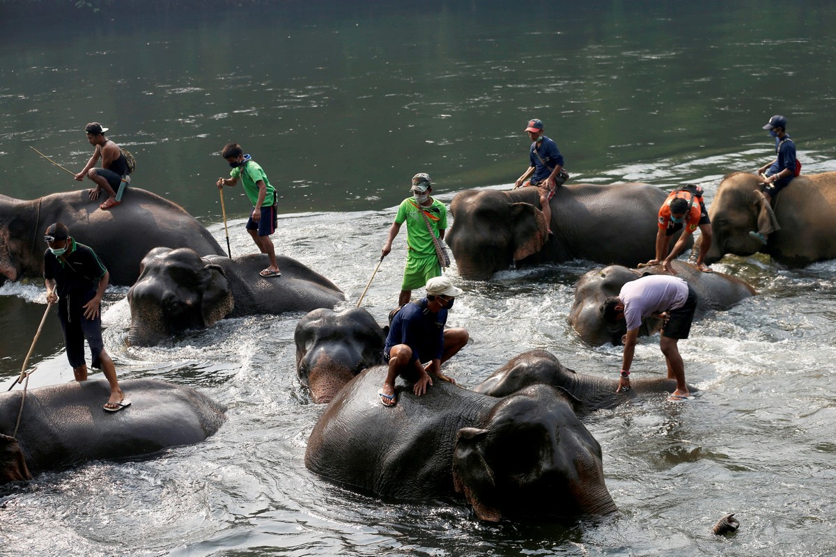Тайланд в апреле. Лагерь слонов в Мьянме. Таиланд закрыт для туристов. Таиланд карантин бирманцы. Слон лагерь место для туристов.