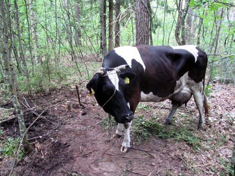 В Славгородском районе мужчина украл корову, чтобы расплатиться с долгами