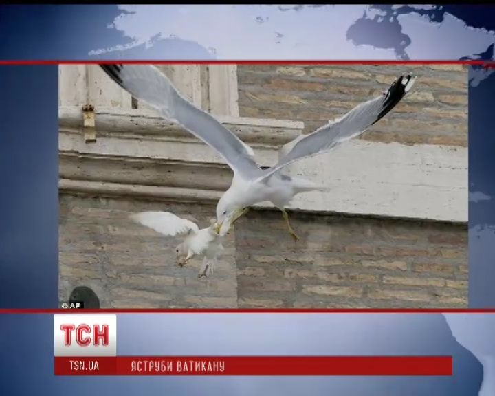 Папа Римский "нанял" ястреба для защиты голубей мира 