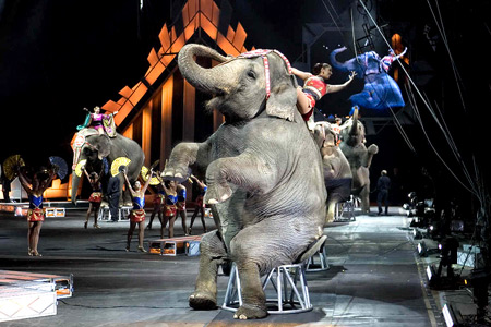 Американские зоозащитники оспаривают выплату цирку $25,5 млн