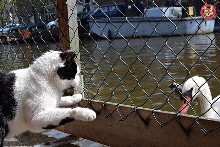 Как выглядит единственный в мире плавучий приют для кошек. ФОТО
