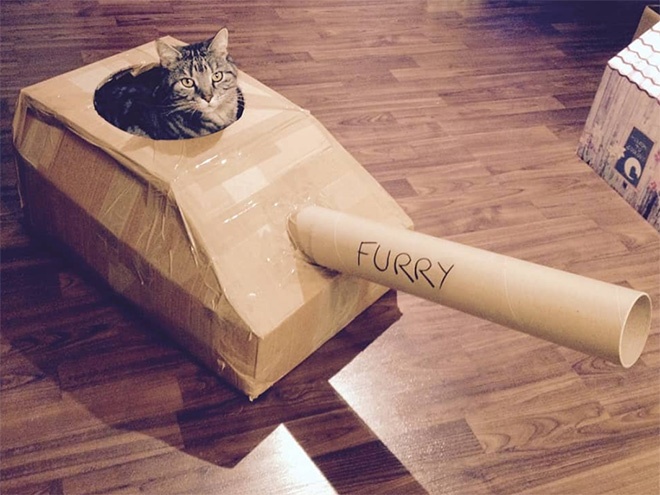 25 забавных фото котов в картонных танках, которые захватили соцсети. ФОТО