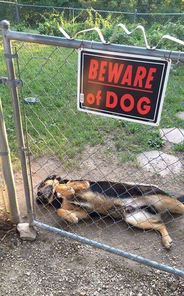 Осторожно! В этом посте жутко добрые собаки. ФОТО