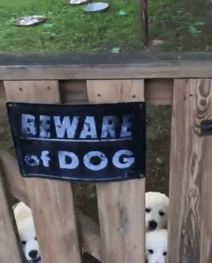 Осторожно! В этом посте жутко добрые собаки. ФОТО