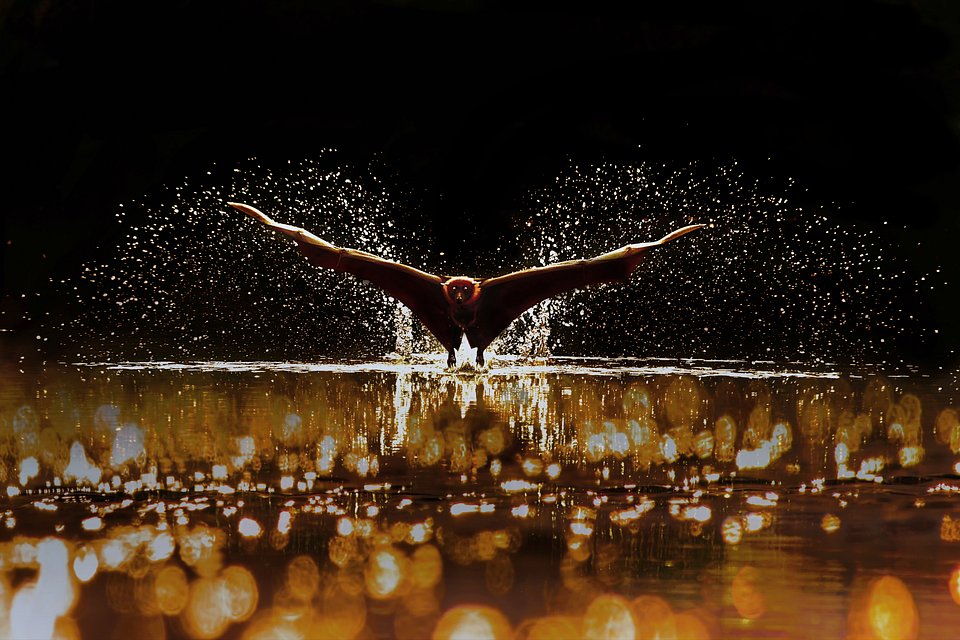 Лучшие работы фотоконкурса #Water2020 от AGORA images