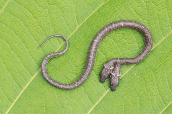 В Индии нашли двухголовую змею. ВИДЕО