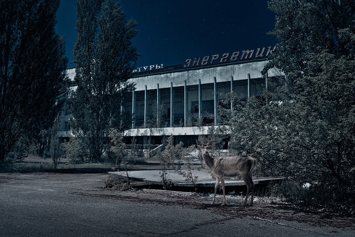 Новая жизнь в зоне отчуждения