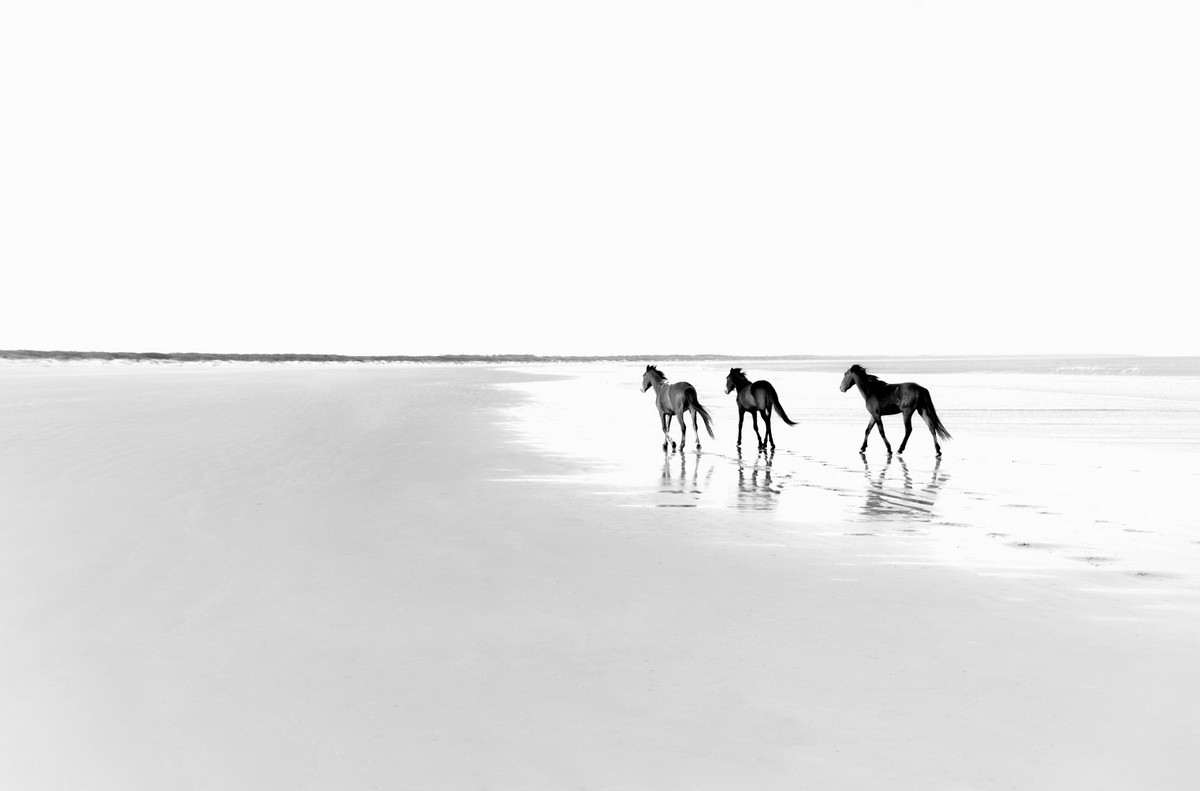 Дикие лошади острова Камберленд на снимках Анук Кранц