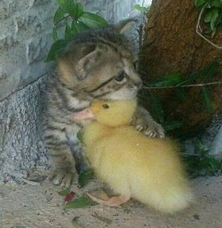 Животные, которые просто любят тусоваться вместе