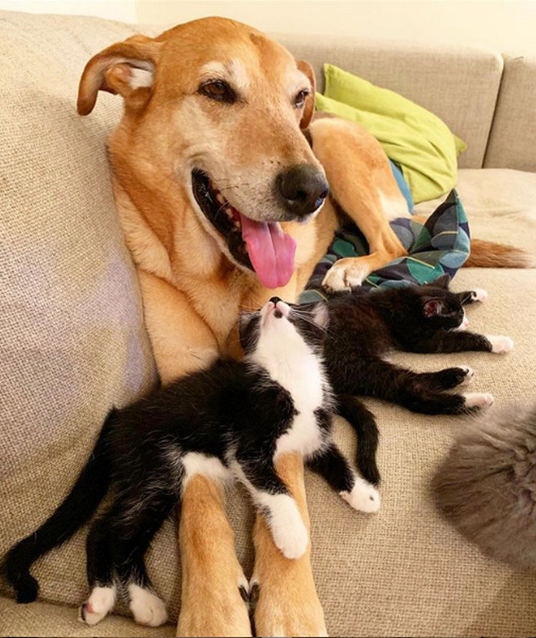 Пес стал приемным отцом для бездомных котят. ВИДЕО
